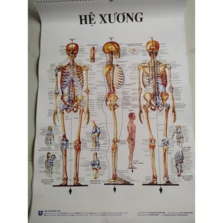 Bộ 13 tranh giải phẫu các hệ cơ quan trong cơ thể con người- hình ảnh sinh động- sắc nét- kích thước mỗi tranh 50cmx70cm