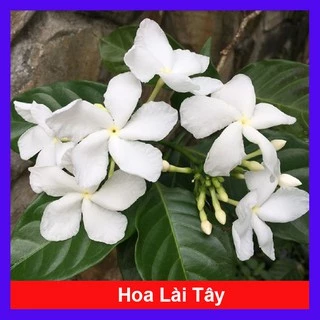 Cây hoa lài tây ( hoa nhài tây ) - Cây cảnh sân vườn