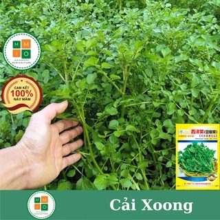 Hạt giống rau cải xoong, xà lách xoong trồng cạn giàu dinh dưỡng