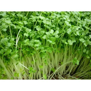 Hạt giống Cải mầm 100g