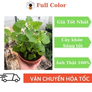 Cây Bạc Hà Sả Chanh - Lemon Blam, cây gia vị Âu, hương liệu ( cây trưởng thành trồng trong chậu nhựa đường kính 15cm)