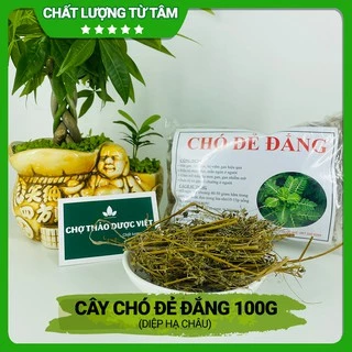 100gr Cây Chó Đẻ Đắng (Diệp Hạ Châu)