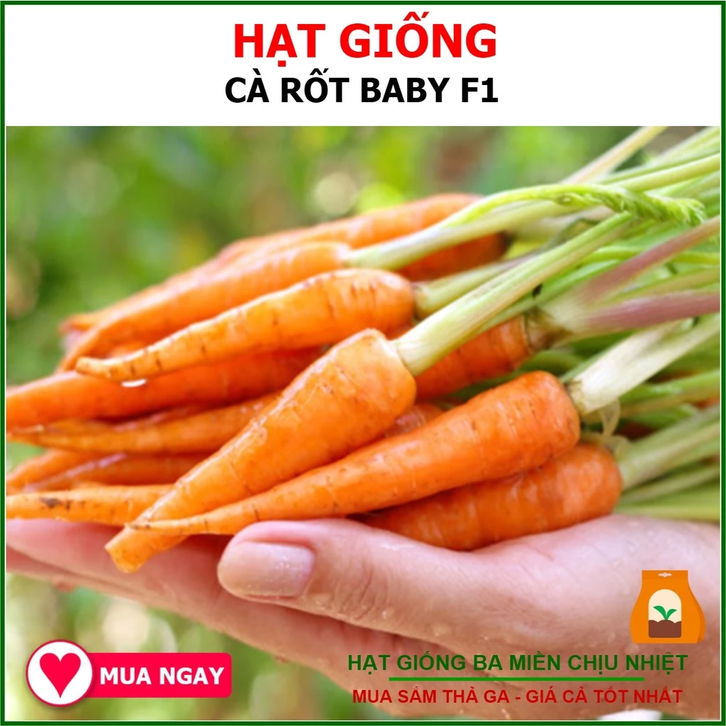 Hạt Giống Cà Rốt Baby, Thịt Củ Chắc 20 Gram