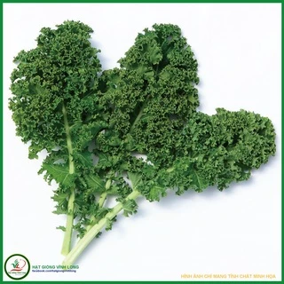 Hạt giống Cải Kale (Cải rổ Xoăn) TN 69