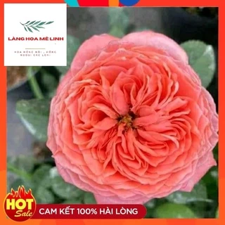 Hoa hồng ngoại  Flamingo [ ❤️SAI HOA❤️] - màu hồng cam rực rỡ  ,cánh kép xếp đều như tranh. Bông to, cây khoẻ🍁☘