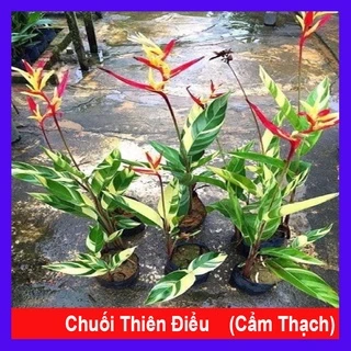 chuối Thiên Điểu Cẩm Thạch (loại siêu bông) - cây cảnh trong nhà