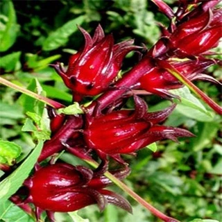 10 Hạt giống hoa atiso đỏ tặng kích mầm