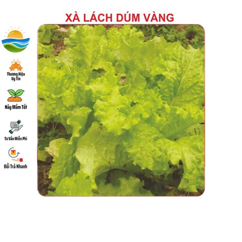 Hạt giống xà lách dúm vàng 5gram