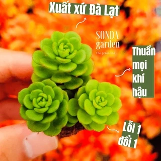 Sen đá sedum hoa hồng xanh SONDA GARDEN size mini 2,5-4cm, cây cảnh trang trí nhà cửa, lỗi 1 đổi 1