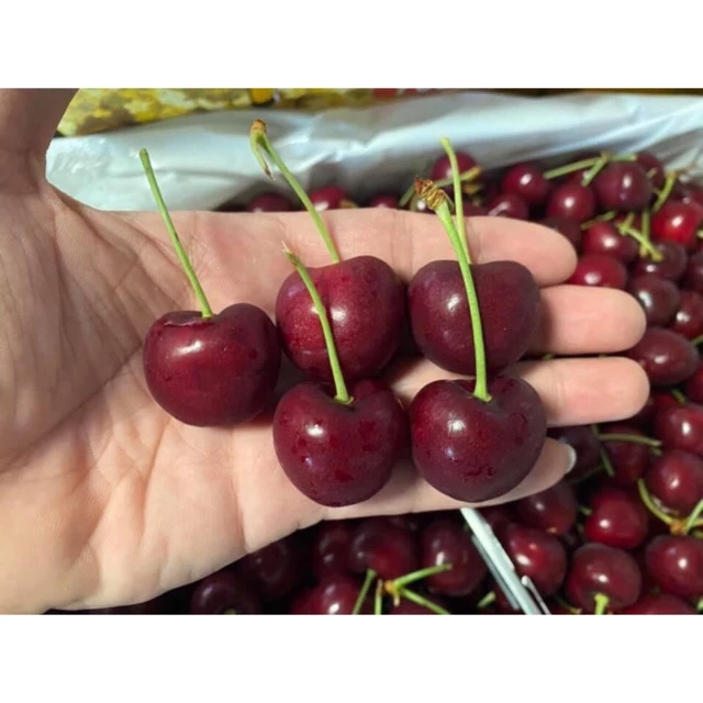 Cherry Mỹ về hàng