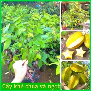 Cây giống khế ngọt và khế chua lùn