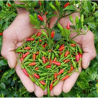 Hạt Giống Ớt Xiêm Thái Lan Siêu Trái (30 Hạt) - Siêu Cay,Thơm Ngon, Dễ Trồng - MUA 3 TẶNG 1 CÙNG LOẠI