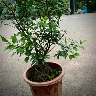 Cây Nhất Chi Mai bonsai ảnh thật số 2