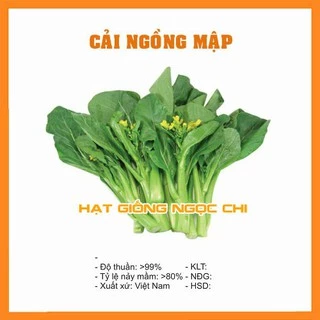 Hạt Giống Cải Ngồng Mập - 20Gr~4000 Hạt