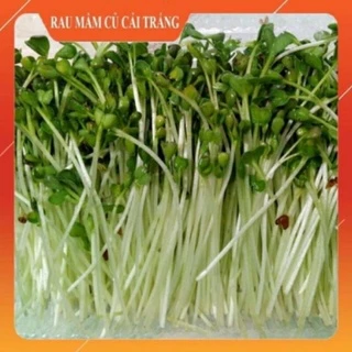 hạt giống rau mầm củ cải trắng 10gr