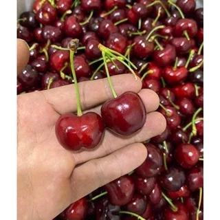 CÂY GIỐNG CHERRY ( TRỒNG CHẬU ĐƯỢC - HỢP KHÍ HẬU 3 MIỀN)