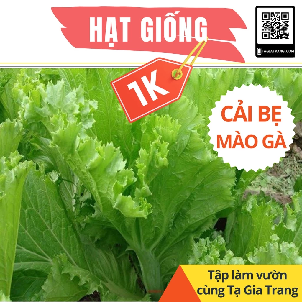[Deal 1K] - 100 Hạt giống rau cải bẹ mào gà - Tập làm vườn cùng Tạ Gia Trang