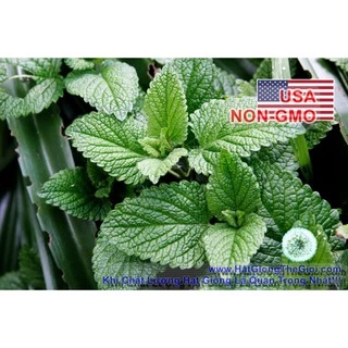 1GR 3500.HẠT Hạt Giống Bạc Hà Spearmint (| C26*W50)