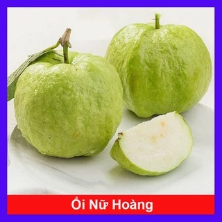 Cây Giống Ổi Nữ Hoàng - cây ăn quả