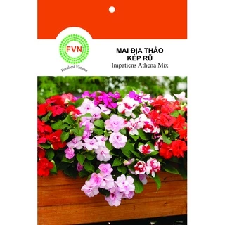 HẠT GIỐNG HOA MAI ĐỊA THẢO BÁN KÉP RŨ NHIỀU MÀU FVN GÓI 5 HẠT - IMPATIENS ATHENA MIX