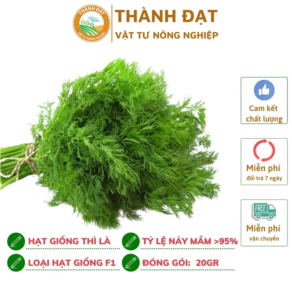 Hạt gống thì là bốn mùa gói 20gr năng suất cao