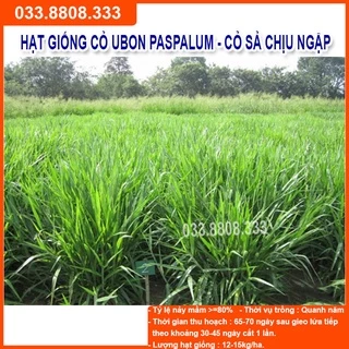 Hạt giống cỏ Ubon Paspalum - Cỏ xả chịu ngập gói 50g - Hạt Giống Cỏ Chăn Nuôi Trâu-bò-dê-cừu-cá