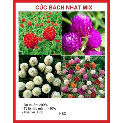 HẠT GIỐNG HOA CÚC BÁCH NHẬT MIX NHIỀU MÀU 100 HẠT