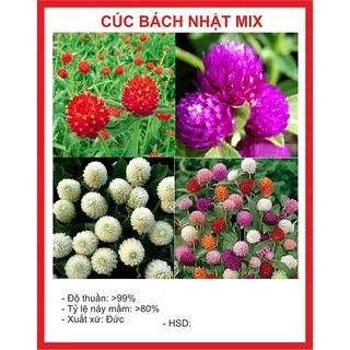 HẠT GIỐNG HOA CÚC BÁCH NHẬT MIX NHIỀU MÀU 100 HẠT