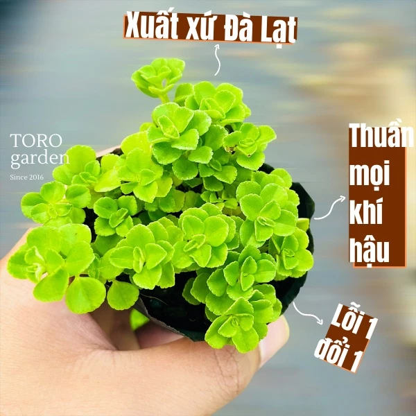 Cỏ sedum lục hà Đà Lạt size bé cây cảnh trang trí nhà cửa Toro garden