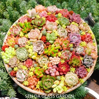 Sen đá mini Đà lạt Combo 30 loại GLASS GARDEN mix  khác nhau - Màu thập cẩm 🎄🎄Thuần khí hậu Đà Lạt 🍓 Lỗi 1 đổi 1