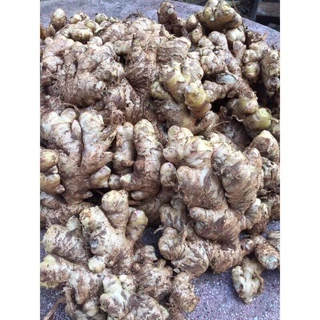 500g củ gừng tươi Nghệ An