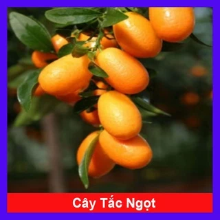 Cây Hạnh Ngọt - cây tắc ngọt thái