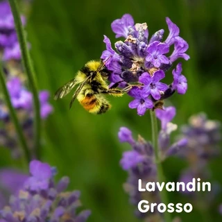 Tinh dầu Oải hương Lavandin Grosso Essential Oil (Dutch Lavender)