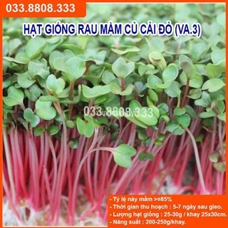 100G HẠT GIỐNG RAU MẦM CỦ CẢI ĐỎ - DỄ TRỒNG DỄ CHĂM