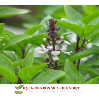 Gói 100 Hạt Giống Húng Quế (Ocimum basilicum