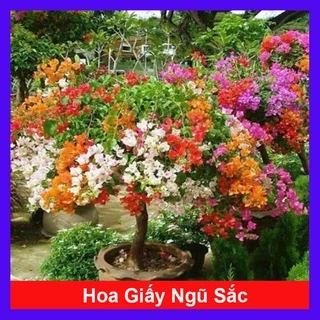 Cây Hoa Giấy Ngũ Sắc (Chuẩn đẹp 100%) - cây cảnh để bàn