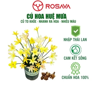 Củ hoa huệ mưa màu vàng, tóc tiên Thái Lan 11 giống mix kép, sai hoa, lỗi 1 đổi 1 ROSAVA