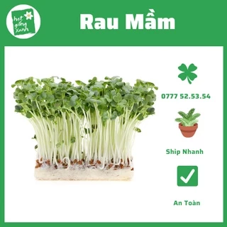 Hạt giống rau mầm củ cải trắng(50g )