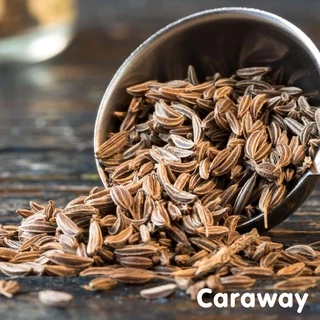 Tinh dầu hạt Thì Là Caraway Seed Essential Oil (Thì Là Ba Tư)