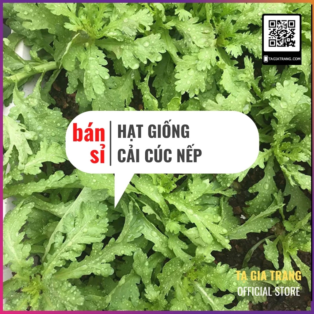 [Bán sỉ] - Hạt giống rau cải cúc nếp (tần ô lá tròn)