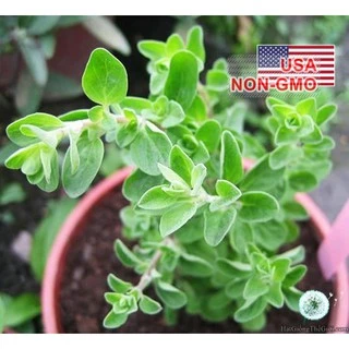 100h Hạt Giống Sweet Marjoram Kinh Giới Ngọt (B3.102| B43*X43*M236)