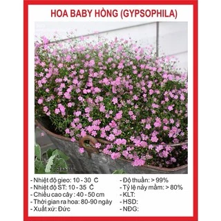 Hạt giống Hoa Baby hồng 100 Hạt