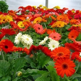 Gói 100 Hạt Giống Hoa Đồng Tiền Kép Lùn - Mix (Gerbera)  giá sỉ