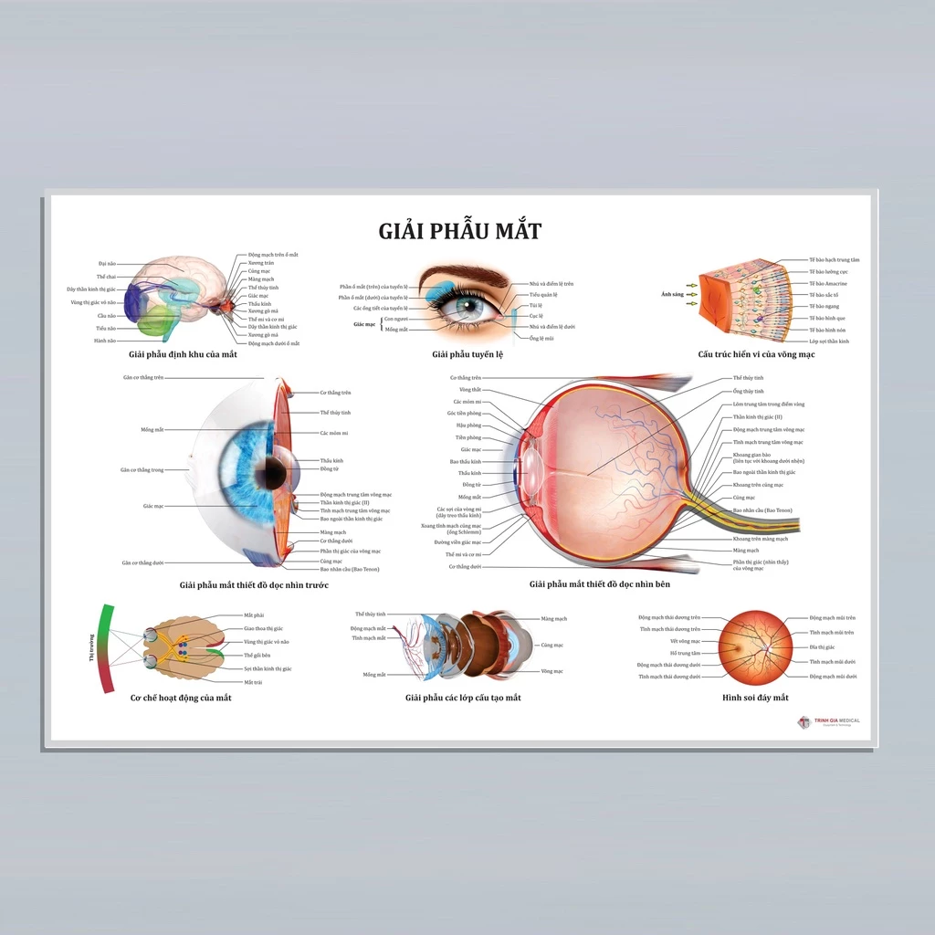 Tranh giải phẫu Mắt. 50x75cm. Decal dán.