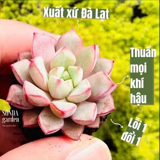 Sen đá kim cương tím SONDA GARDEN size mini 2.5-4cm, cây cảnh trang trí nhà cửa, lỗi 1 đổi 1