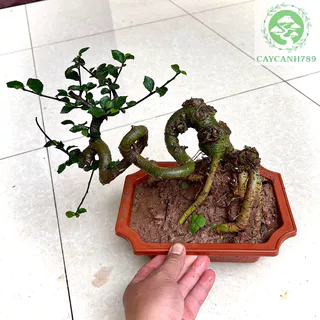 Cây duối bonsai mini để bàn (Ảnh thật)