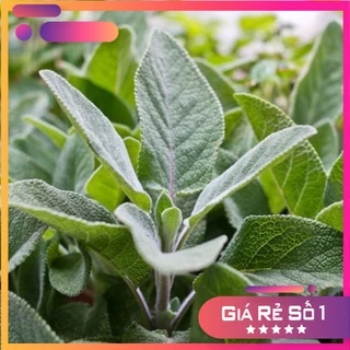 Hạt giống Xô Thơm Sage Nhập Khẩu Mỹ - 50 hạt