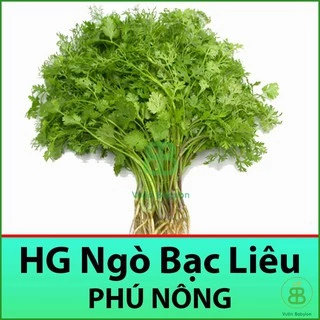 Hạt Giống Rau Mùi Ngò Ta - Ngò Bạc Liêu 20G