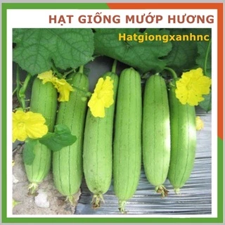 Hạt giống Mướp hương F1 siêu trái, gói 1gram, Rau củ quả trồng ban công, sân thượng, thùng xốp.