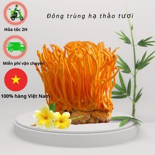 10 hộp Đông trùng hạ thảo C3